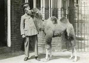 Un chamelon bactrien, avec son gardien, quatre semaines après sa naissance au zoo de Londres, 1929